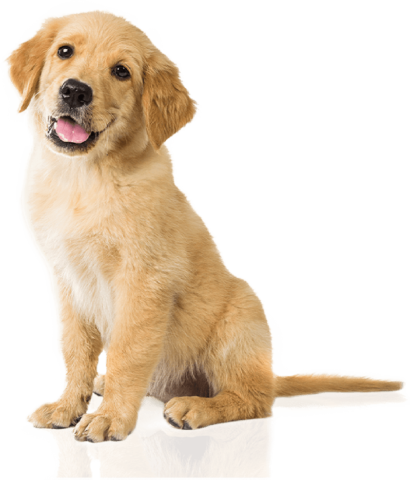 bow-wow-gourmet-dog-treats-are-healthy-natural-low-4