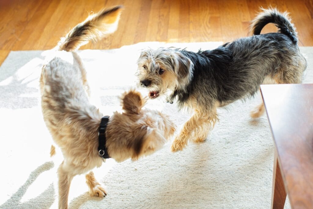 common-dog-behavior-problems-1118278-10-469931e220c7452f89b458b8db0bd62d