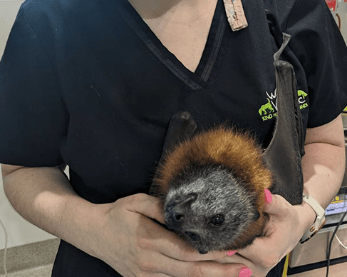 Wantirna Veterinary Clinic
