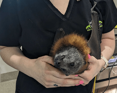 Wantirna Veterinary Clinic