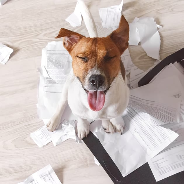 problem-dog-behaviour-og-copy