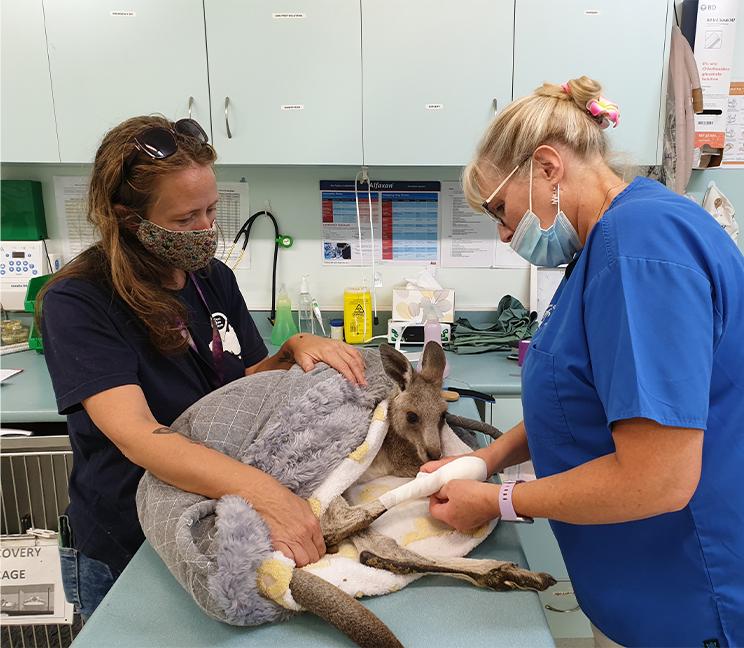 OFFICIAL VOLUNTEERS AT VETS FOR COMPASSION FOR WILDLIFE IN NEED