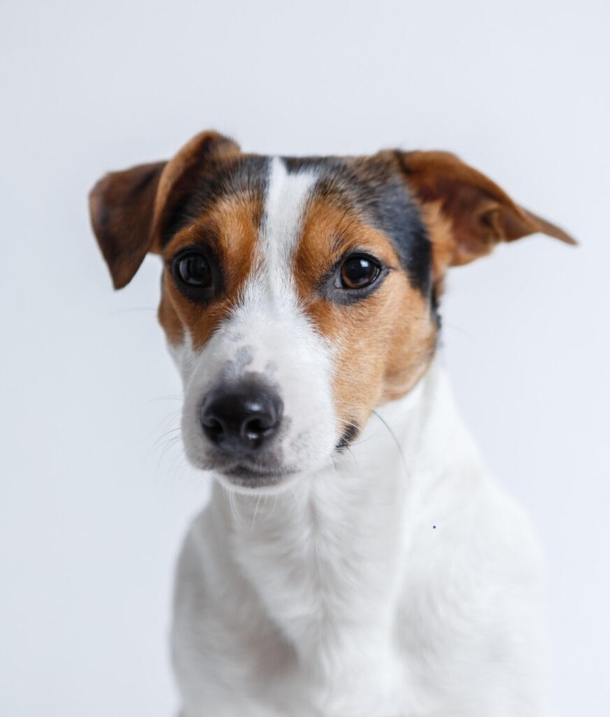 jack-russell-2029214_19202